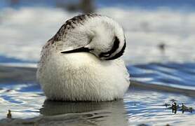 Red-necked Phalarope