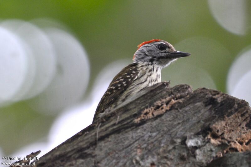 Speckle-breasted Woodpecker