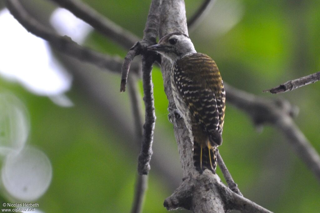 Speckle-breasted Woodpecker