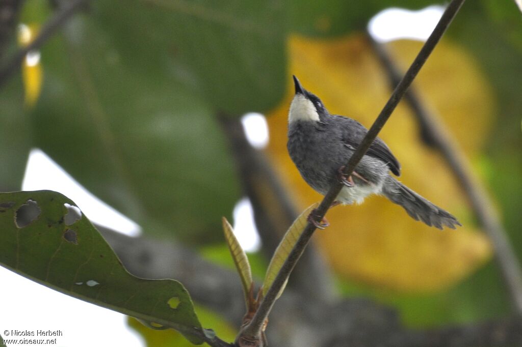 White-chinned Prinia