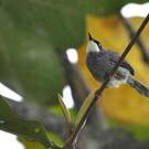 Prinia à gorge blanche
