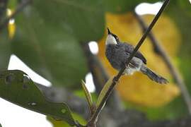 White-chinned Prinia