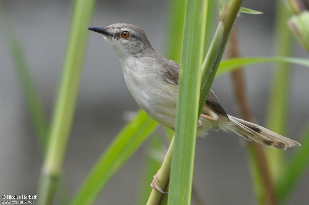 Prinia modeste