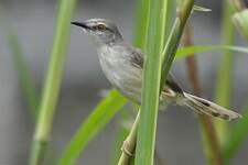 Prinia modeste