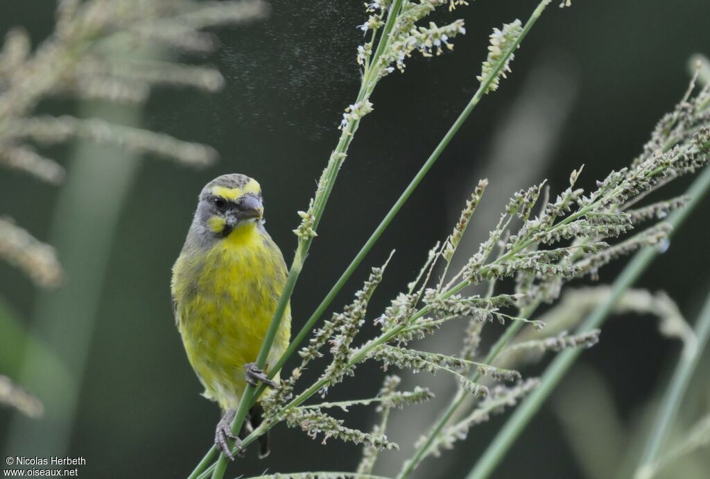 Serin du Mozambique