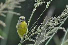 Yellow-fronted Canary