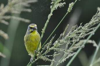 Serin du Mozambique