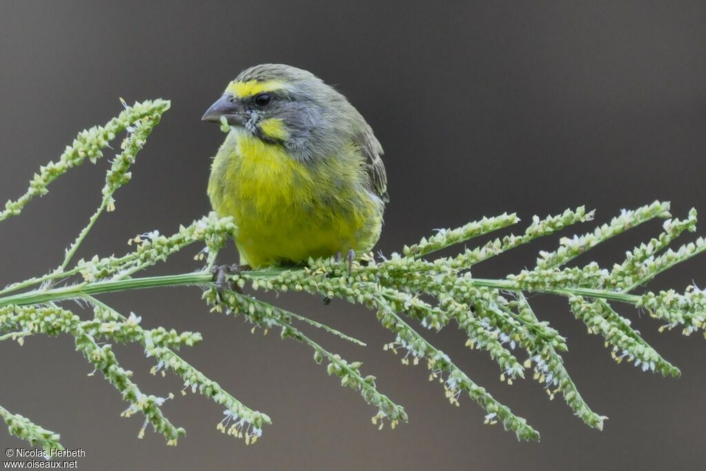 Serin du Mozambique