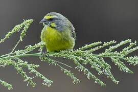 Yellow-fronted Canary