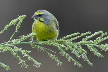 Serin du Mozambique