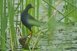 Allen's Gallinule