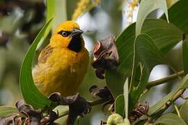 Spectacled Weaver