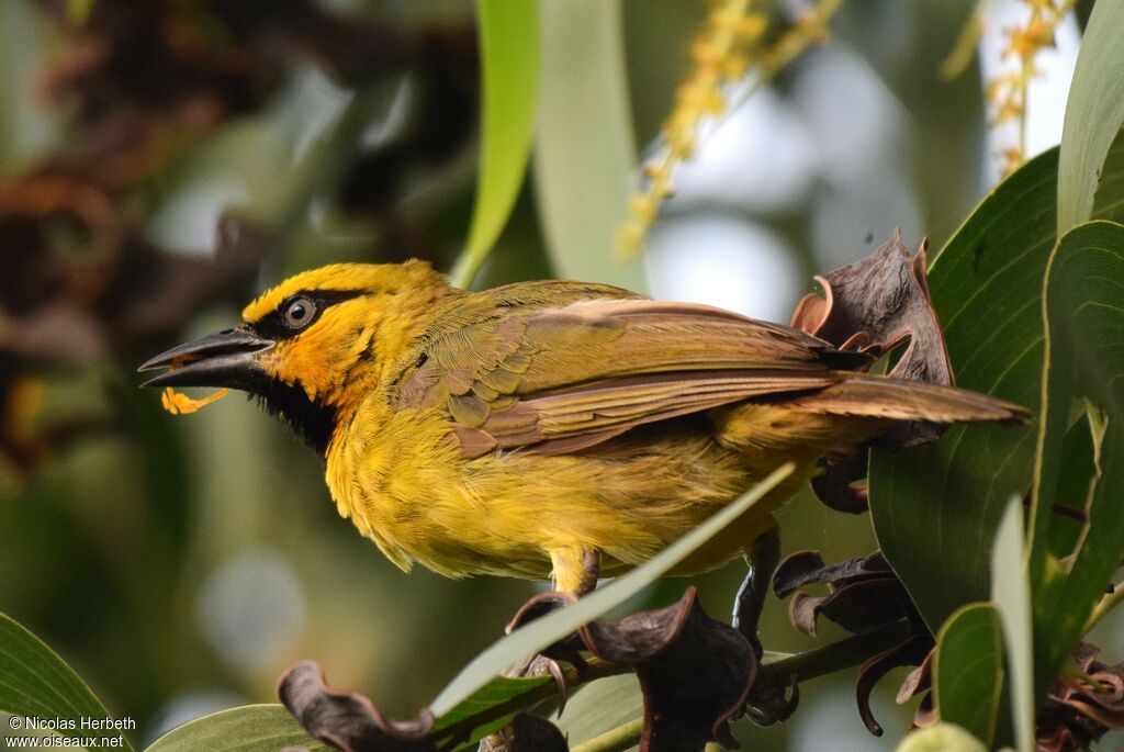 Spectacled Weaver