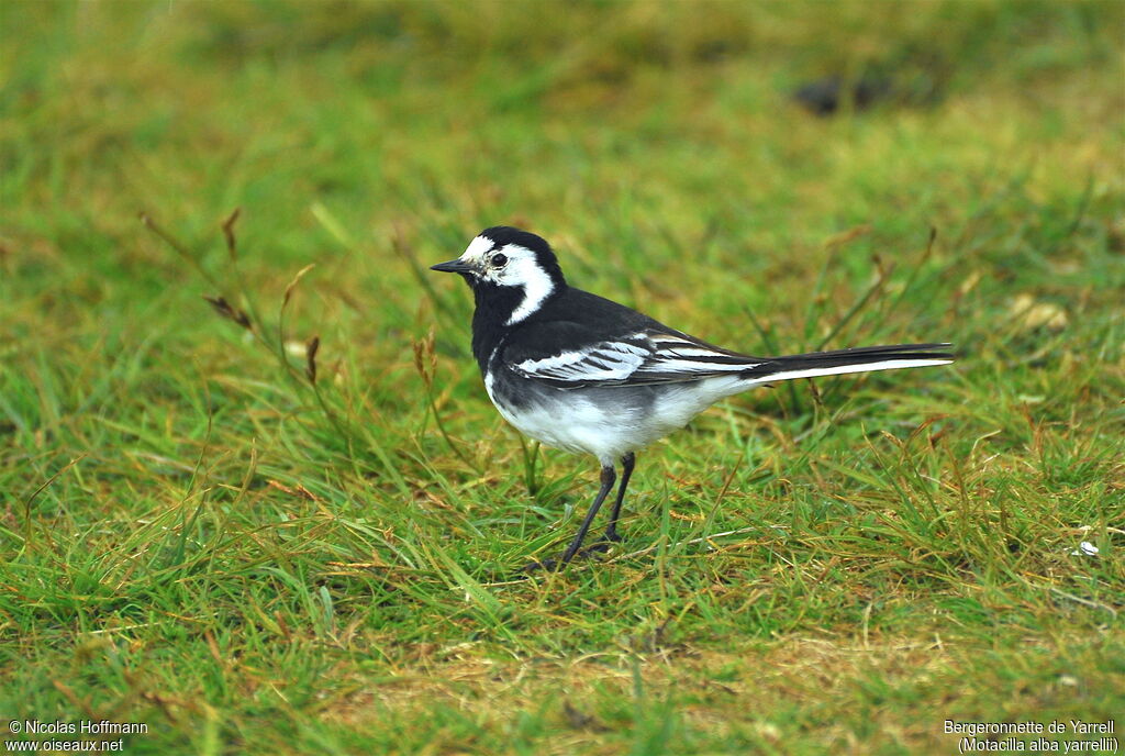 White Wagtail (yarrellii)