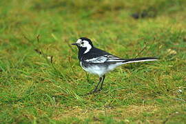 White Wagtail (yarrellii)