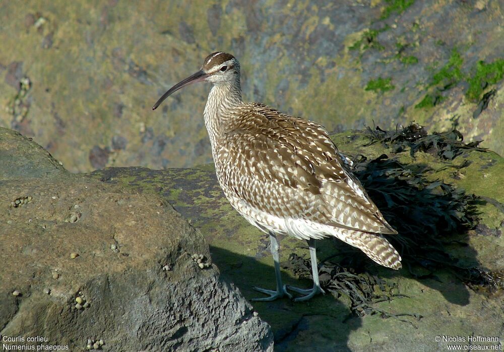 Whimbrel