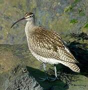 Eurasian Whimbrel