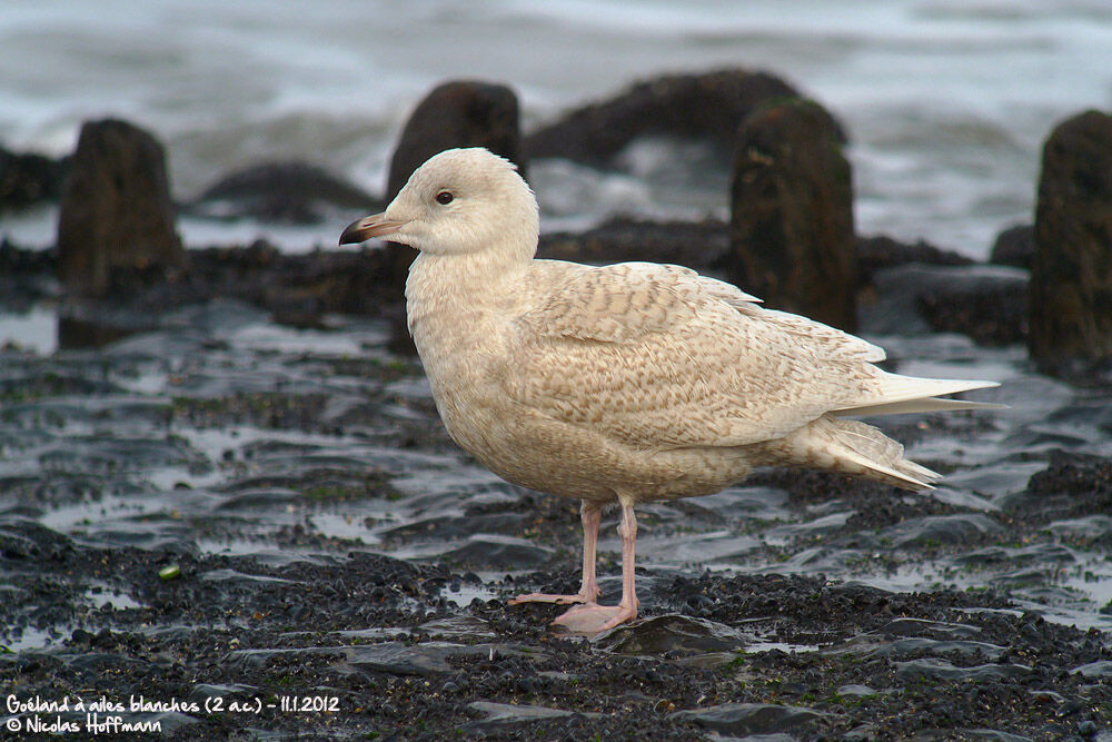 Iceland Gull