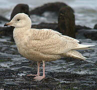 Iceland Gull