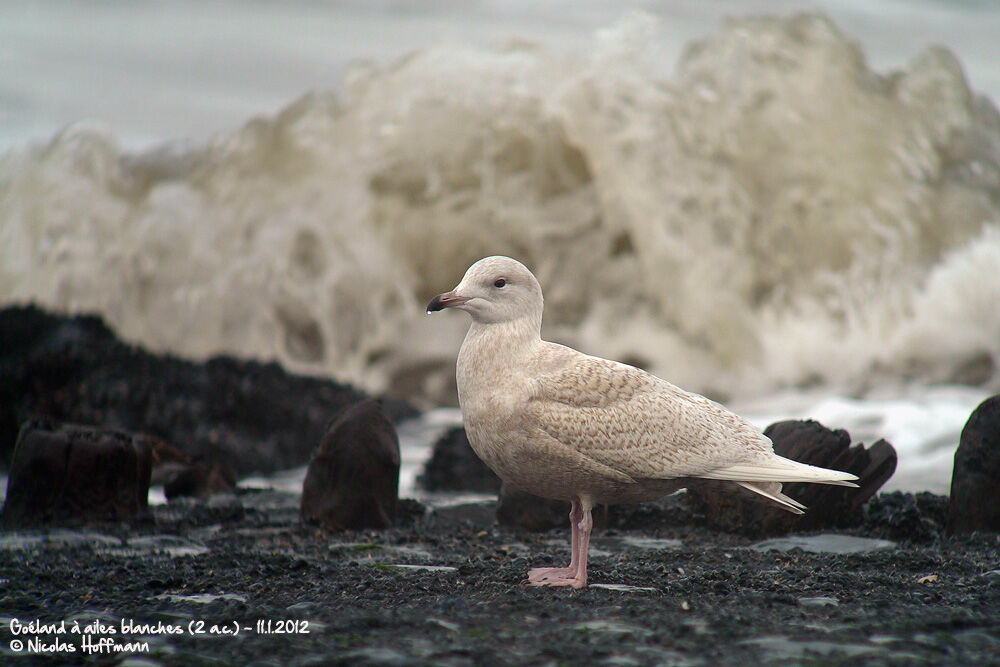 Iceland GullSecond year