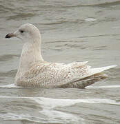 Iceland Gull