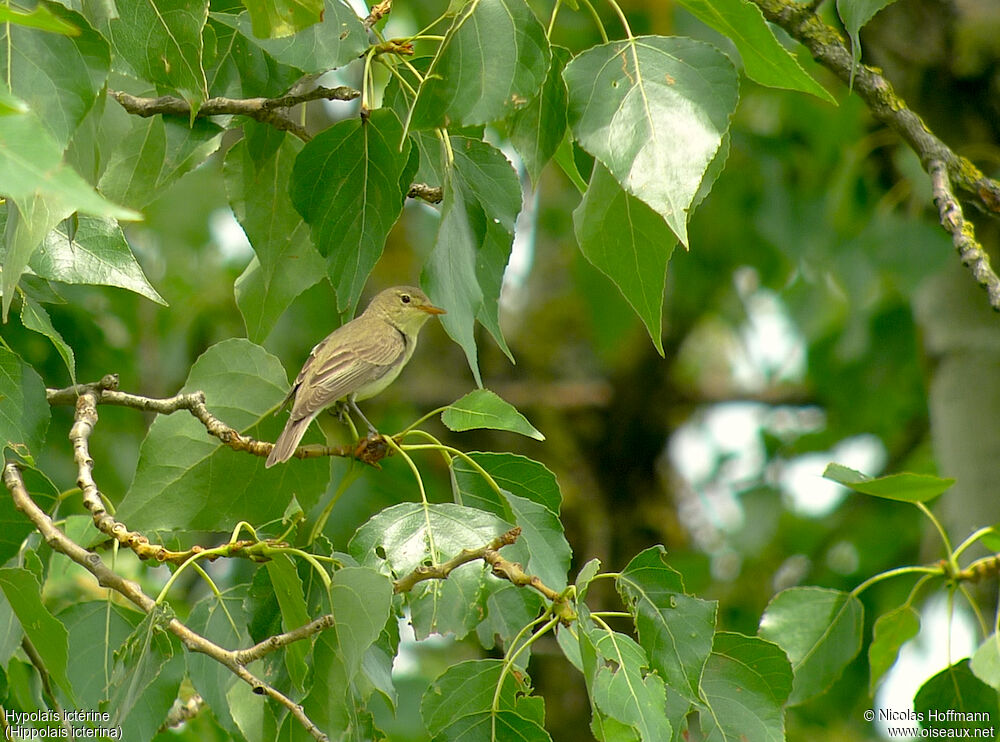 Icterine Warbler