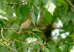 Icterine Warbler