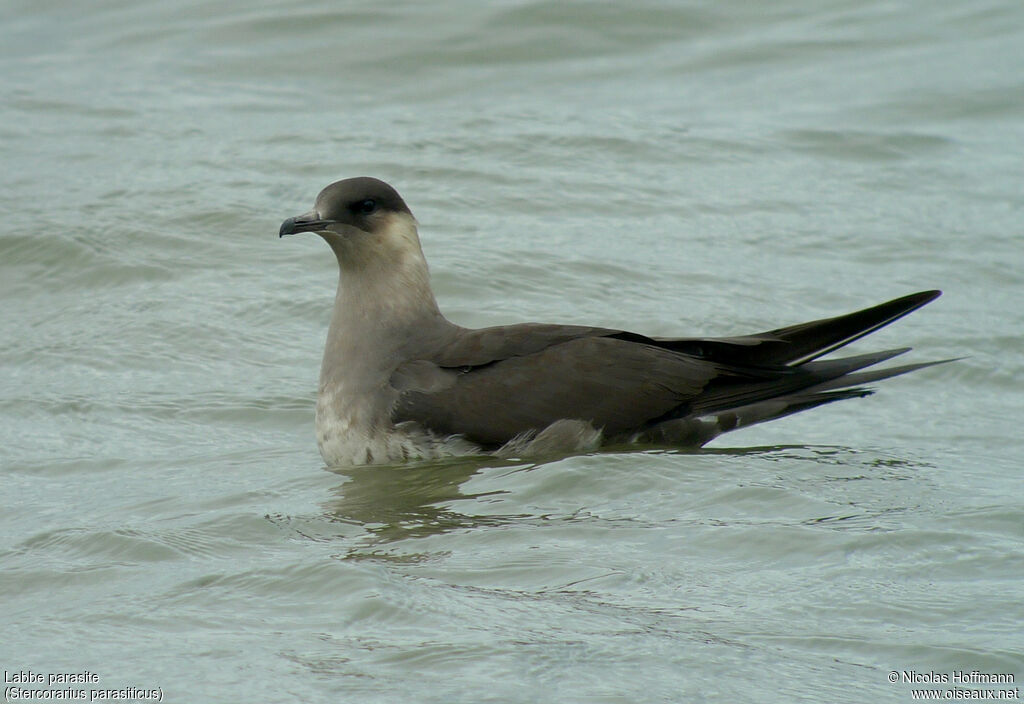 Parasitic Jaeger