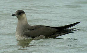 Parasitic Jaeger