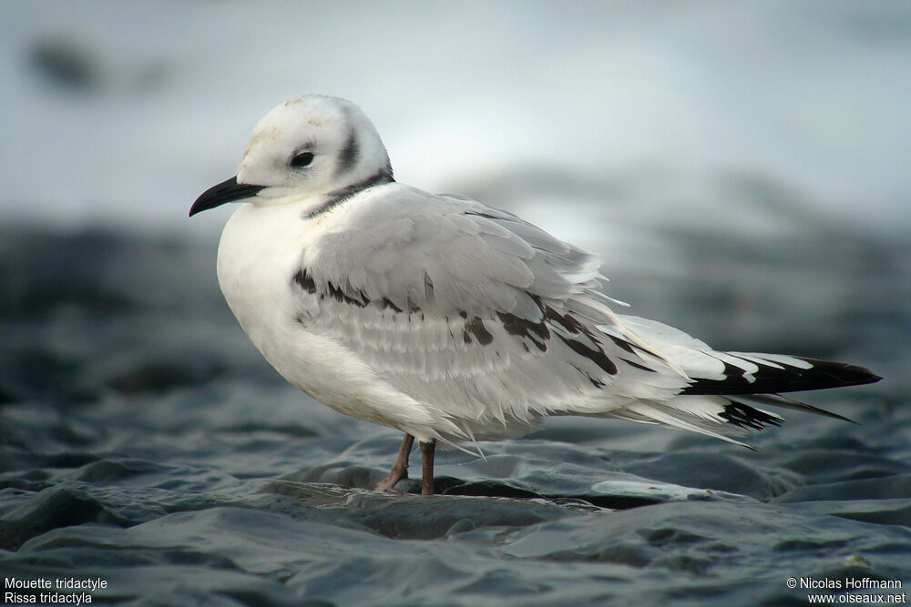 Mouette tridactyle2ème année