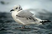 Mouette tridactyle