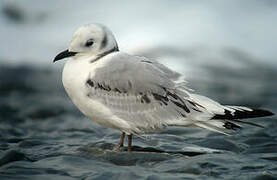 Black-legged Kittiwake