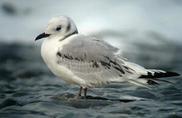 Mouette tridactyle