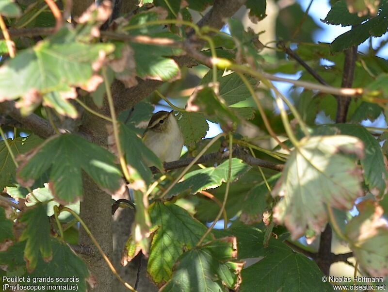 Yellow-browed Warbler