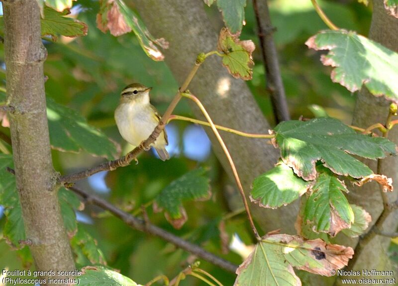 Yellow-browed Warbler