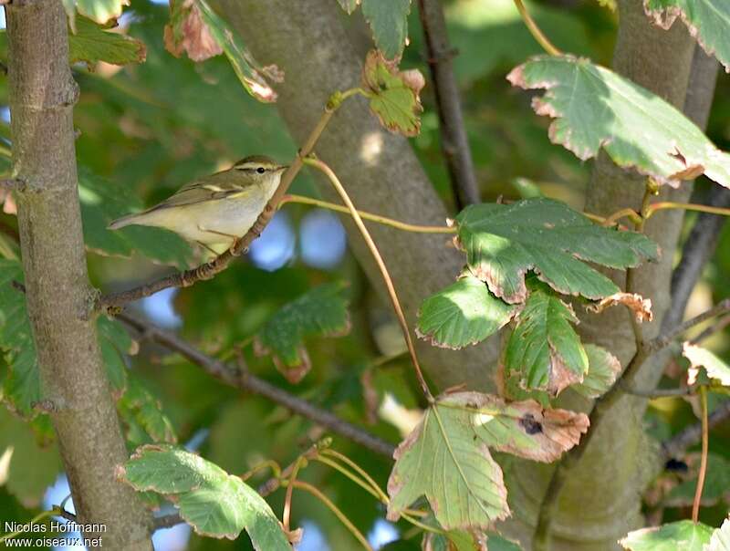 Yellow-browed Warbler, habitat