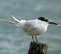 Sandwich Tern