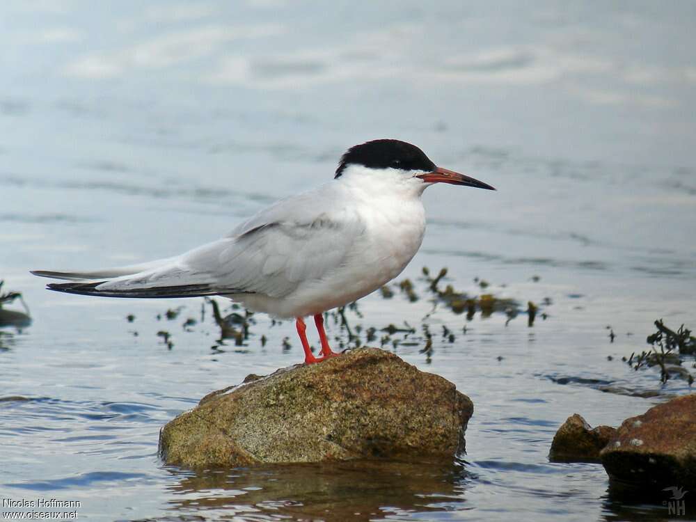 Sterne de Dougalladulte nuptial, identification