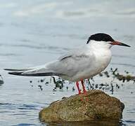 Roseate Tern