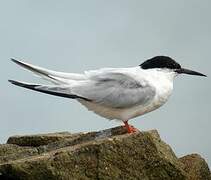 Roseate Tern