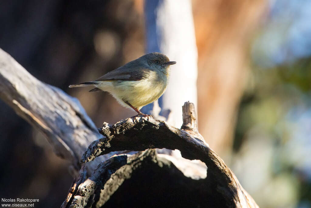 Buff-rumped Thornbill