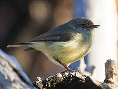 Buff-rumped Thornbill