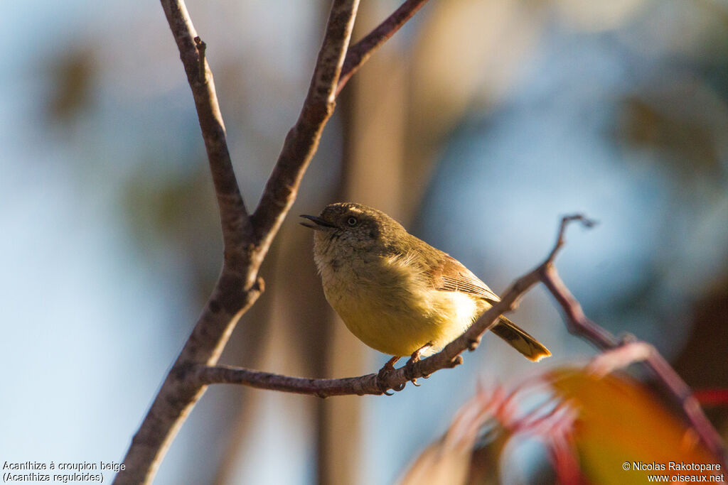 Buff-rumped Thornbill