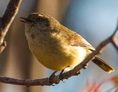 Buff-rumped Thornbill