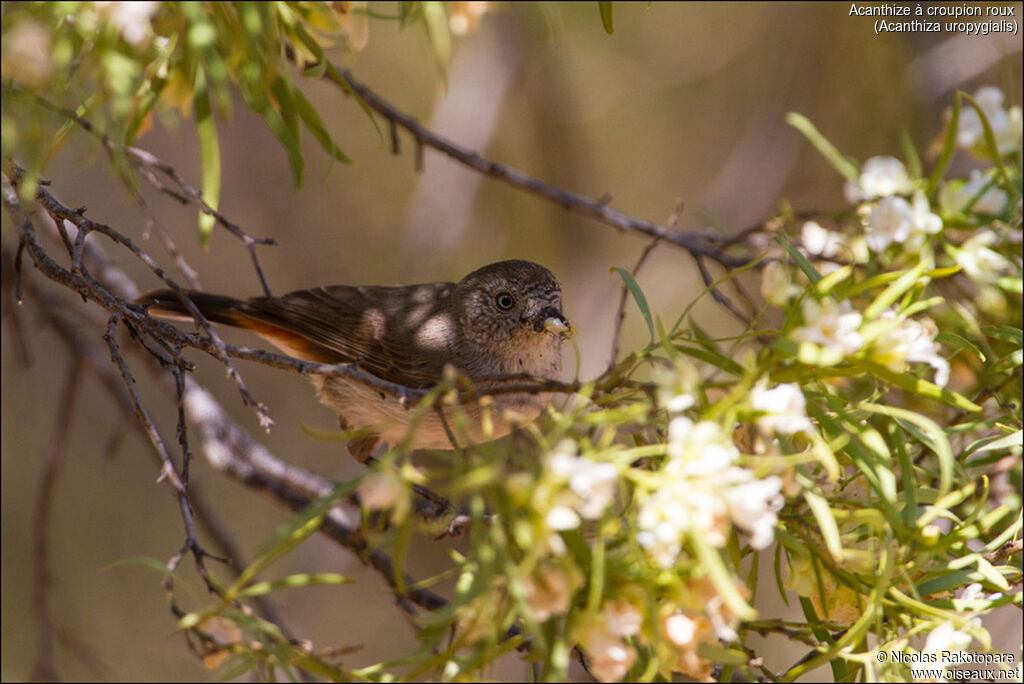 Chestnut-rumped Thornbill