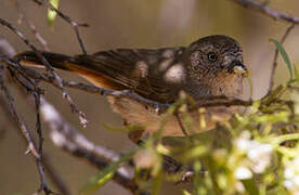 Chestnut-rumped Thornbill