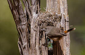 Chestnut-rumped Thornbill