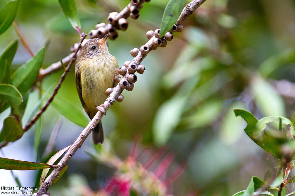 Striated Thornbill, identification