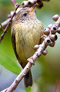 Striated Thornbill