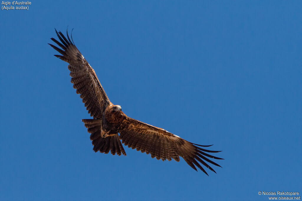 Aigle d'Australie